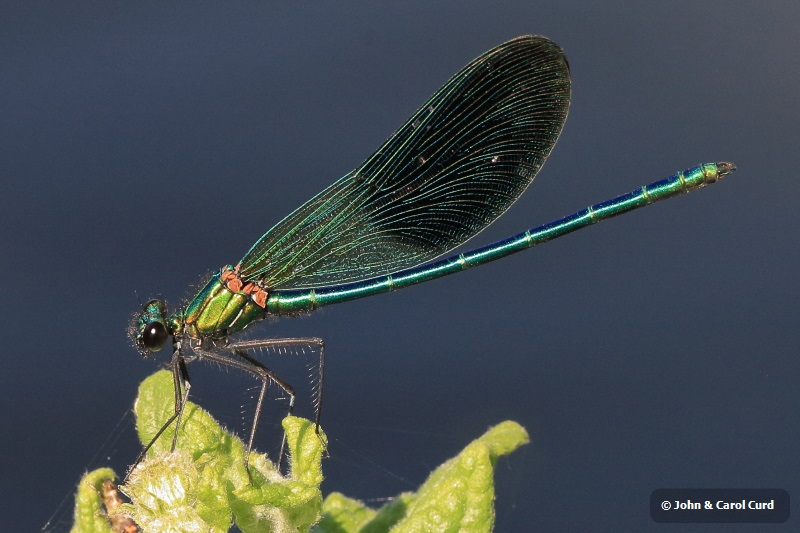 IMG_1472 Calopteryx xanthostoma male.JPG